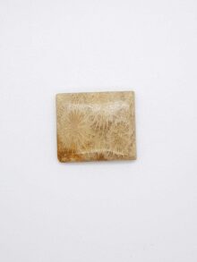 Fossiel koraal rechthoekig cabochon 26,6×30,3×6,6mm