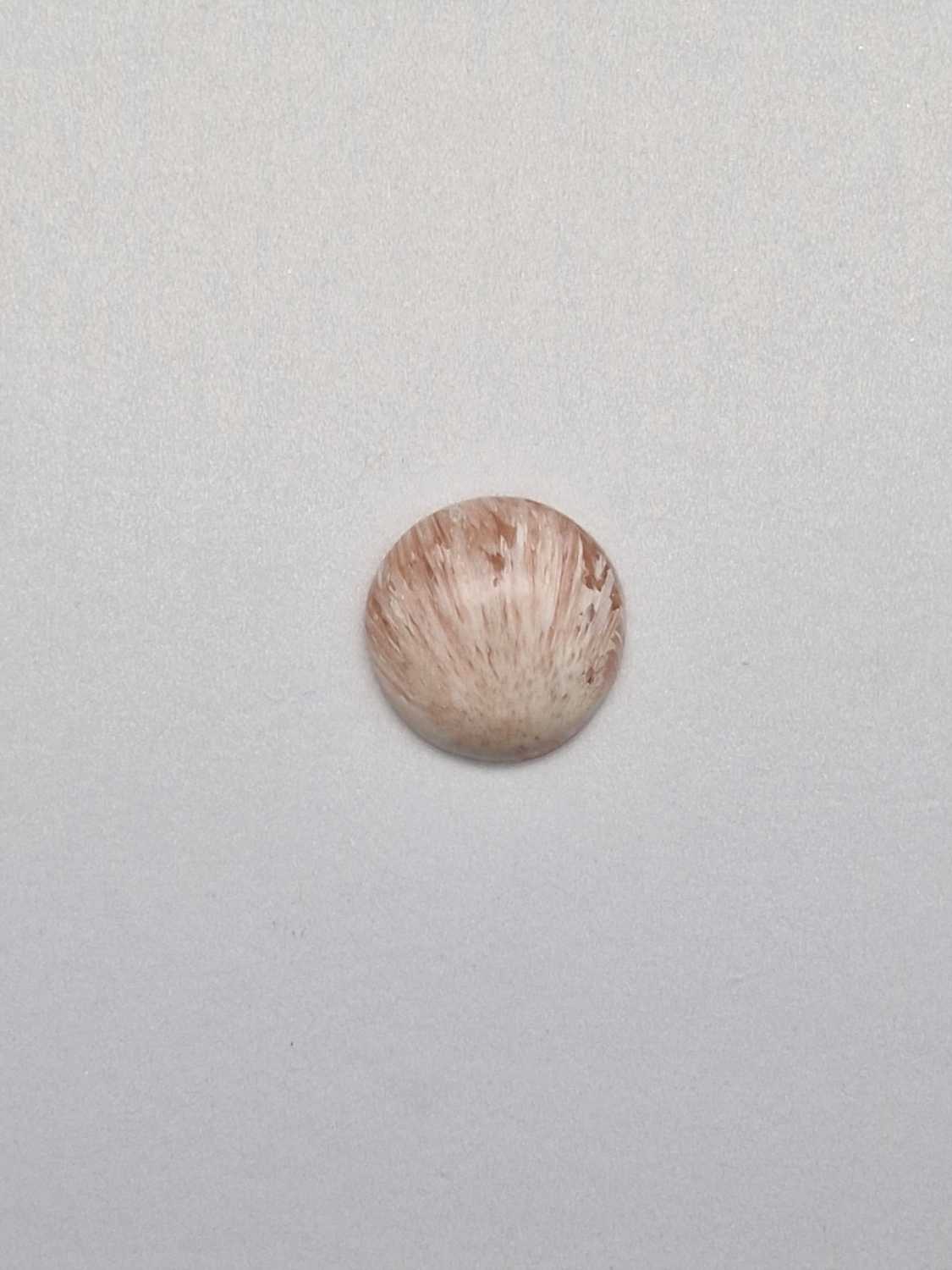 scoleciet